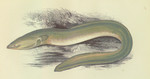 European eel, common eel (Anguilla anguilla)