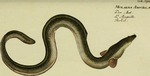 European eel, common eel (Anguilla anguilla)