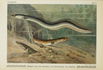 European eel, common eel (Anguilla anguilla)