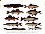 ... (Sander lucioperca), freshwater bream (Abramis brama), European perch (Perca fluviatilis), brow...