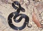 Equatorial spitting cobra (Naja sumatrana)