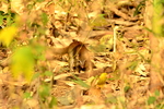 Madras treeshrew, Indian tree shrew (Anathana ellioti)