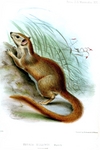 Madras treeshrew, Indian tree shrew (Anathana ellioti)