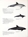 Atlantic bottlenose dolphin (Tursiops truncatus), rough-toothed dolphin (Steno bredanensis), pyg...