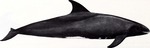 pygmy killer whale (Feresa attenuata)