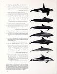 ... whale (Pseudorca crassidens), pygmy killer whale (Feresa attenuata), melon-headed whale (Pepono