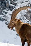 Alpine ibex (Capra ibex)