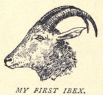 Alpine ibex (Capra ibex)