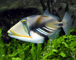 Picasso fish, lagoon triggerfish (Rhinecanthus aculeatus)
