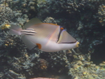 Picasso fish, lagoon triggerfish (Rhinecanthus aculeatus)