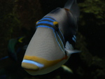 Picasso fish, lagoon triggerfish (Rhinecanthus aculeatus)