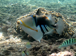 Picasso fish, lagoon triggerfish (Rhinecanthus aculeatus)