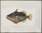 Picasso fish, lagoon triggerfish (Rhinecanthus aculeatus)