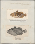 Picasso fish, lagoon triggerfish (Rhinecanthus aculeatus)