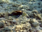 Picasso fish, lagoon triggerfish (Rhinecanthus aculeatus)