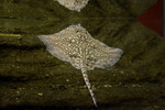 thornback ray, thornback skate (Raja clavata)