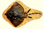 thornback ray, thornback skate (Raja clavata)