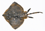 thornback ray, thornback skate (Raja clavata)