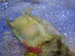 thornback ray, thornback skate (Raja clavata)