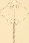 thornback ray, thornback skate (Raja clavata)