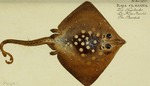 thornback ray, thornback skate (Raja clavata)