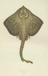 thornback ray, thornback skate (Raja clavata)