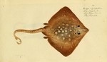 thornback ray, thornback skate (Raja clavata)