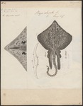 thornback ray, thornback skate (Raja clavata)