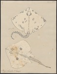 thornback ray, thornback skate (Raja clavata)