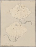 thornback ray, thornback skate (Raja clavata)