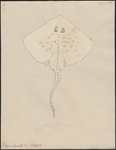 thornback ray, thornback skate (Raja clavata)