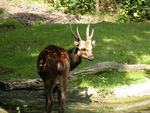 Visayan spotted deer, Philippine spotted deer (Rusa alfredi)