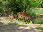 Visayan spotted deer, Philippine spotted deer (Rusa alfredi)