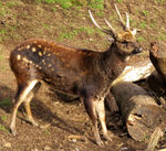 Visayan spotted deer, Philippine spotted deer (Rusa alfredi)