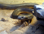 Caspian cobra (Naja oxiana)