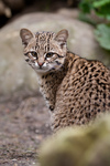 Geoffroy's cat (Leopardus geoffroyi)