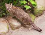 Geoffroy's cat (Leopardus geoffroyi)