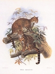 Geoffroy's cat (Leopardus geoffroyi)