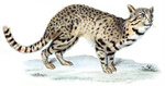 Geoffroy's cat (Leopardus geoffroyi)