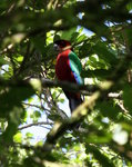 maroon shining parrot (Prosopeia tabuensis)