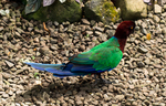 maroon shining parrot (Prosopeia tabuensis)