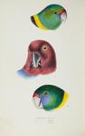 Australian ringneck (Barnardius zonarius), maroon shining parrot (Prosopeia tabuensis)