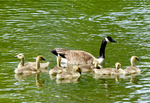 Canada goose (Branta canadensis)