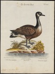 Canada goose (Branta canadensis)