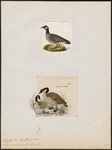 Canada goose (Branta canadensis)