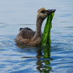 Canada goose (Branta canadensis)