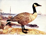 Canada goose (Branta canadensis)