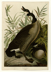 Canada goose (Branta canadensis)