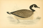 Canada goose (Branta canadensis)