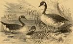 Canada goose (Branta canadensis)